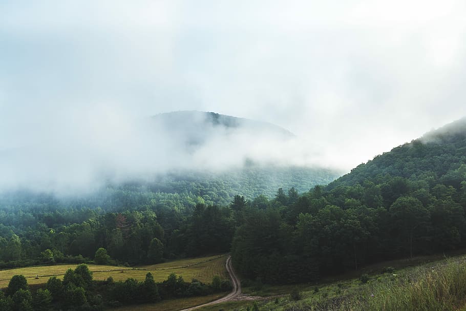 Mountain Haze, green forest surrounded by fog, mist, cloud, road HD wallpaper