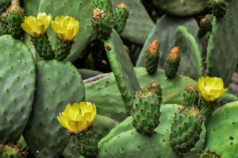 HD wallpaper: cactus, prickly, inviolable, sovereign, fuerteventura ...