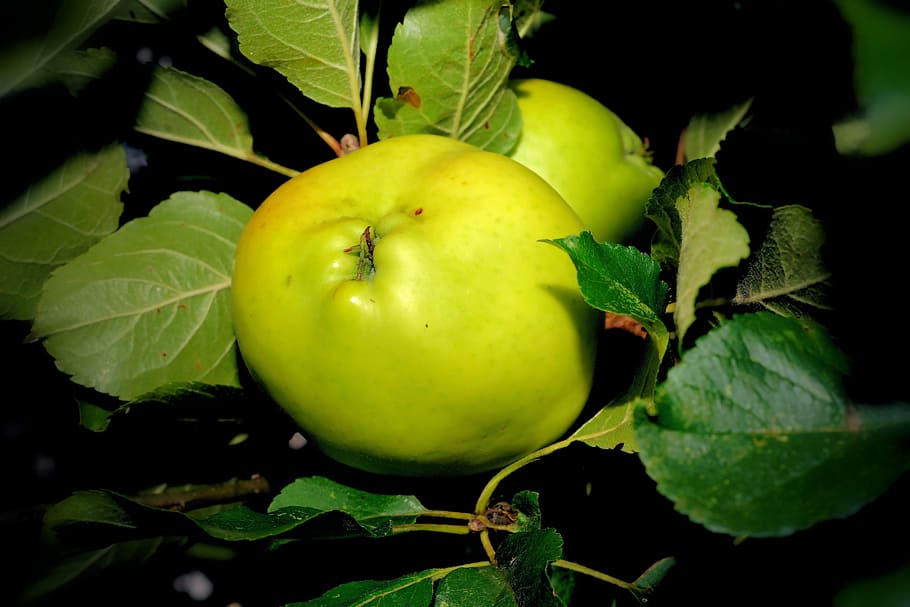 apple tree, green, fruit, frisch, healthy, vitamins, autumn HD wallpaper