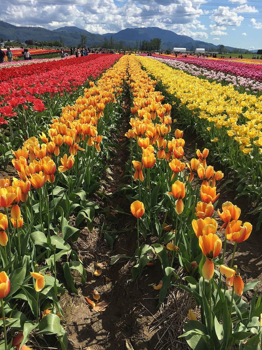 Clouds, Flowers, Tulips, Field, agriculture, growth, nature HD wallpaper