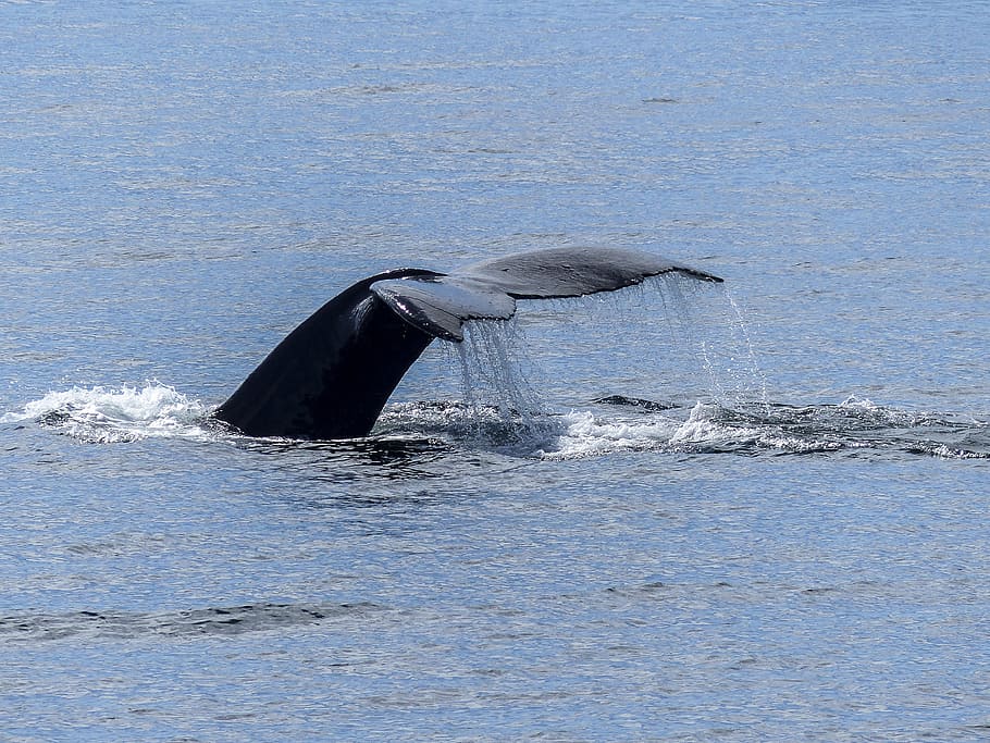 tail fin, natural spectacle, nature, mammal, animal, wildlife