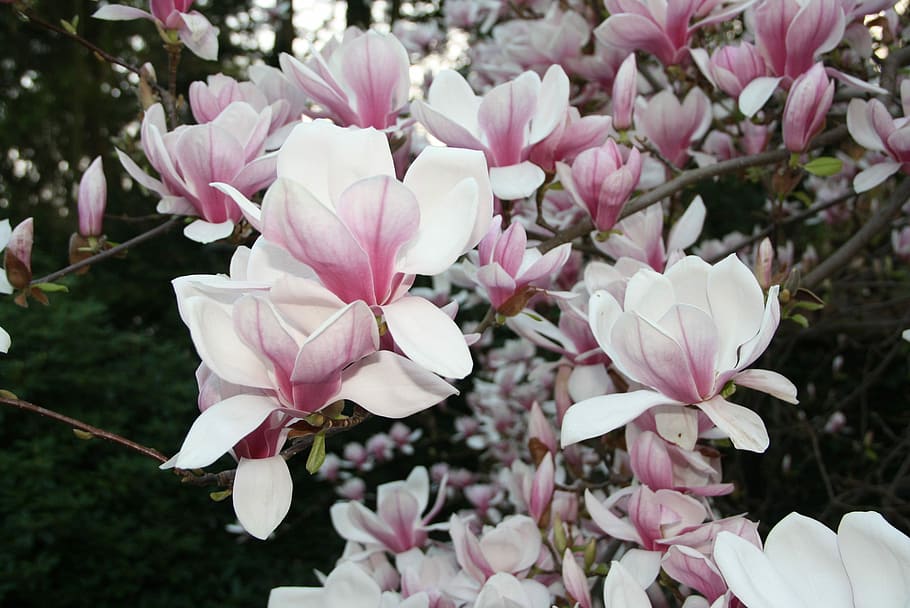 pink flowers, Spring, Flowers, Magnolia, pink color, petal HD wallpaper