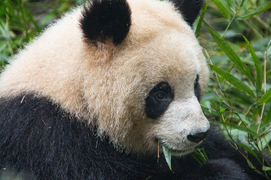 white and black panda, bear, black and white, animals, animal themes HD wallpaper