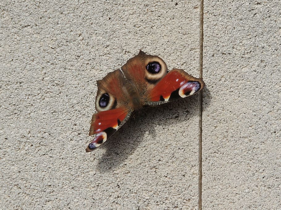 moth, butterfly, insect, orange, lepidoptera, shadow, wall HD wallpaper
