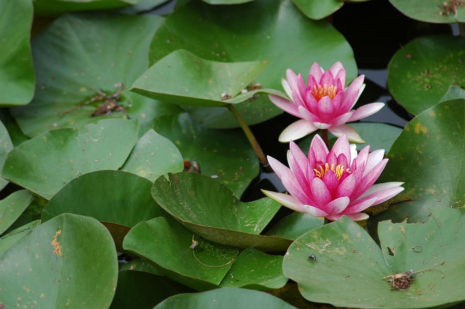 lotus, landscape, pond, leaf, flower, plant part, beauty in nature HD wallpaper