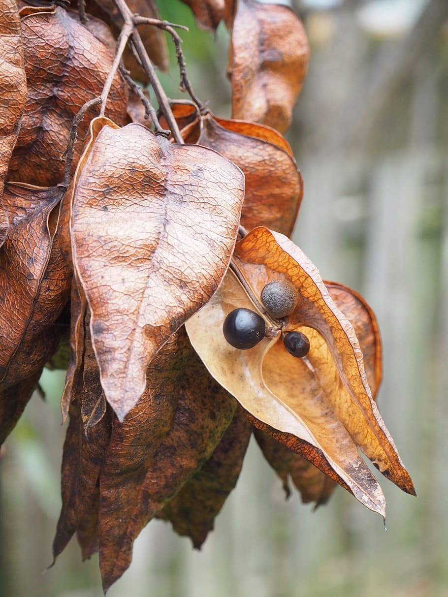 seed, pod, dried, plant, tree, fall, focus on foreground, close-up, HD wallpaper