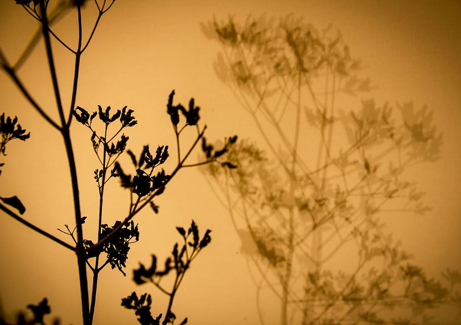plant, shadow, silhouette, wall, environment, flora, botany HD wallpaper