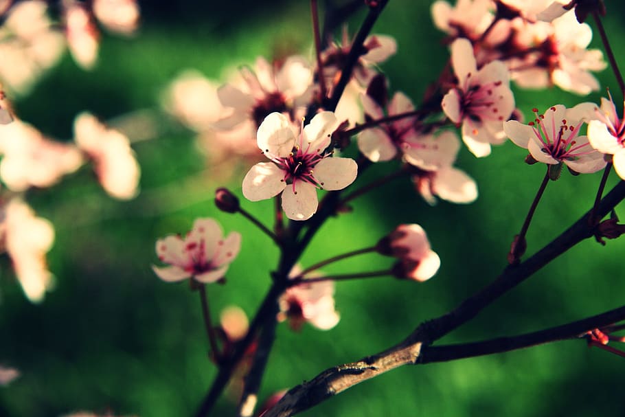 white-and-pink petaled flower in selective focus photography HD wallpaper