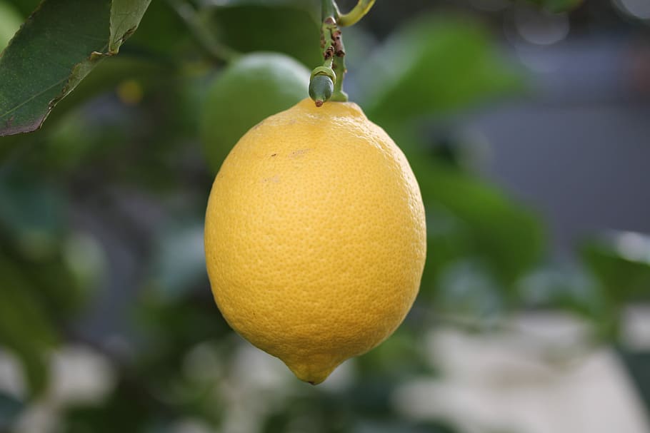 fruit, food, leaf, nature, tree, garden, agriculture, grow HD wallpaper