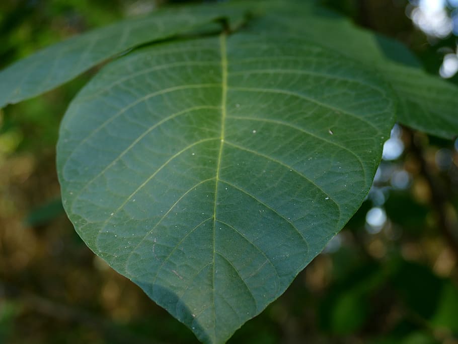 letter, green, nutty, plant part, leaf, green color, close-up HD wallpaper