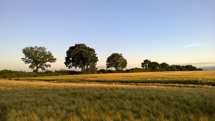 sunset, cornfield, gold, landscape, nature, lighting, summer HD wallpaper