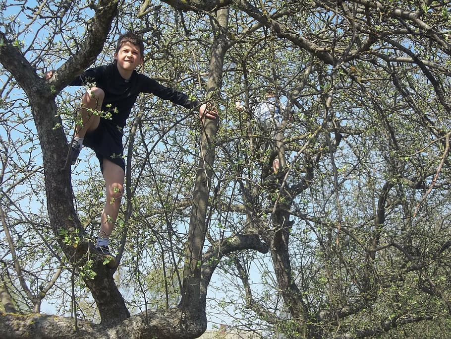 child, boy, fun, climb, tree, one person, plant, full length HD wallpaper