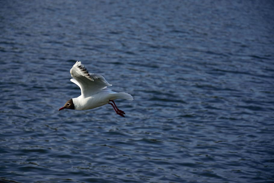 seagull, bird, flight, nature, wings, lake, animals, pen, wild birds HD wallpaper