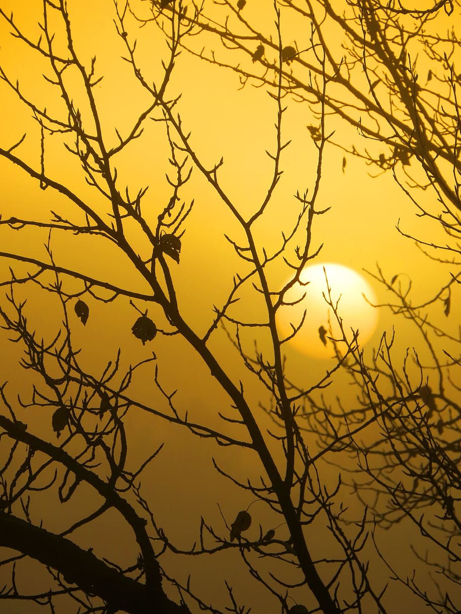 sunrise, silhouette, branches, fall, outdoor, sky, sunset, beauty in nature HD wallpaper