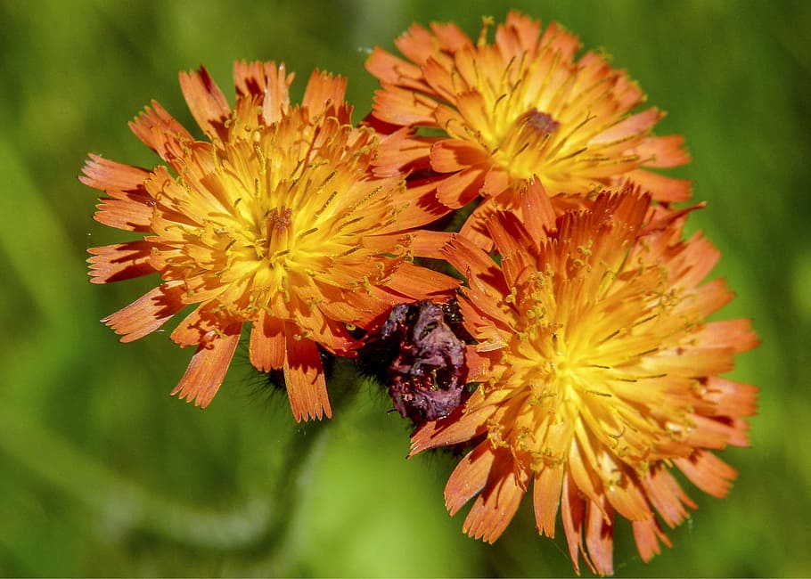 hawk-weed-orange-red.jpg