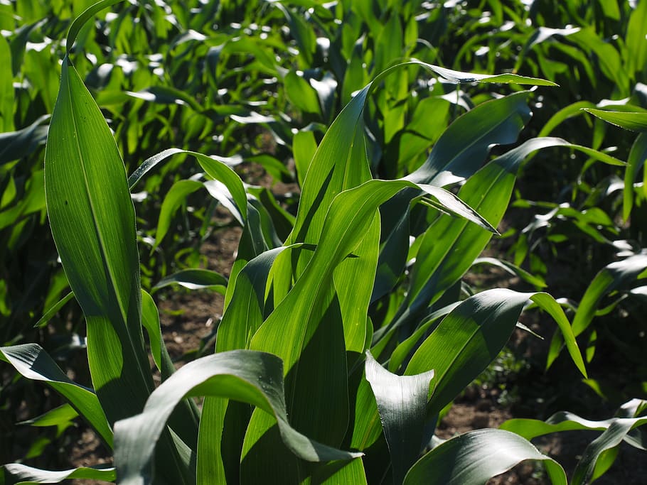 cornfield, corn cultivation, agriculture, corn leaves, green, HD wallpaper