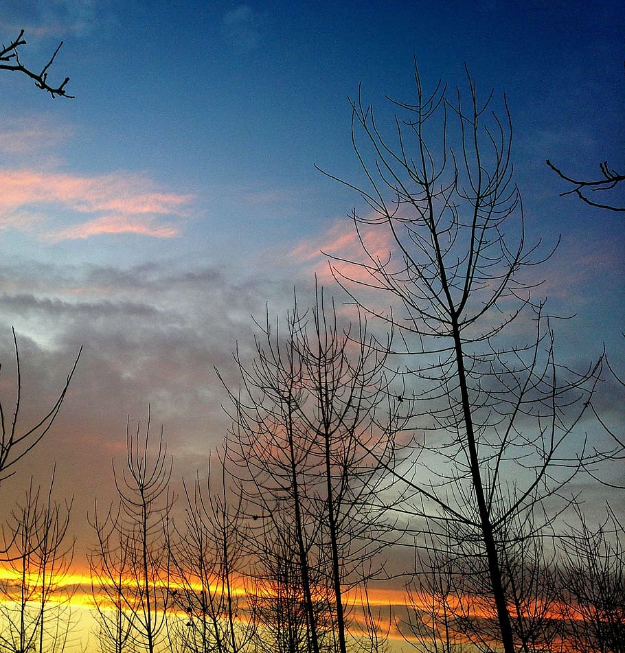 sunset, sky, blue, trees, dusk, dawn, sunrise, clouds, morning HD wallpaper