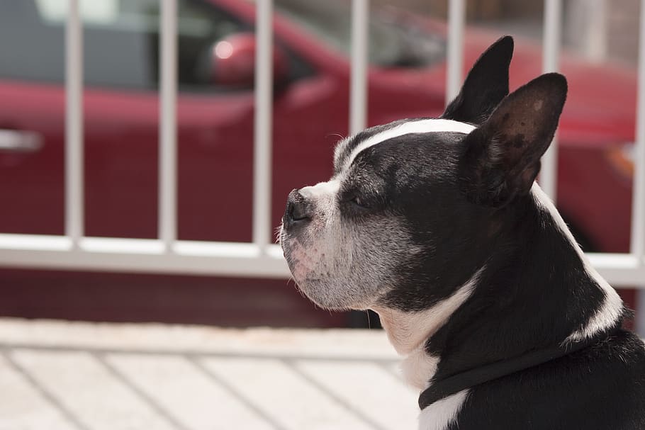 dog, city, pets, one animal, domestic, mammal, domestic animals HD wallpaper