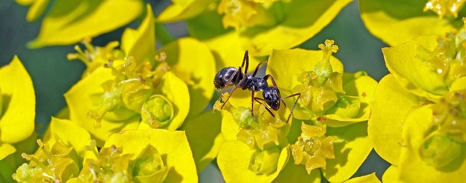 insket, nature, live, insect, invertebrate, animal themes, animal wildlife HD wallpaper