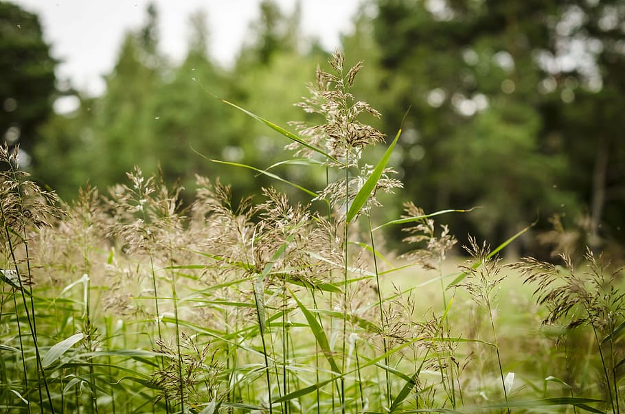 reed, wetland, grass, plant, growth, green color, nature, beauty in nature HD wallpaper