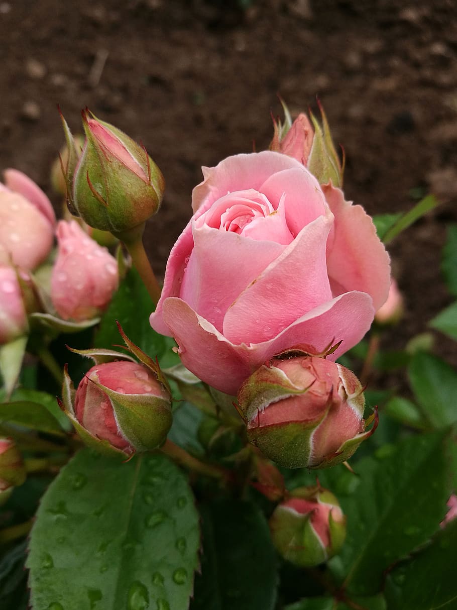 Rose, Bud, Flowers, Nature, summer, beautiful flowers, closeup HD wallpaper