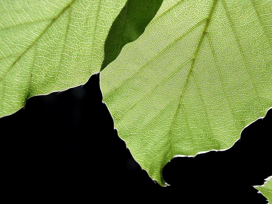 background, black, leaves, leaf, landscapes, nature, plant part HD wallpaper