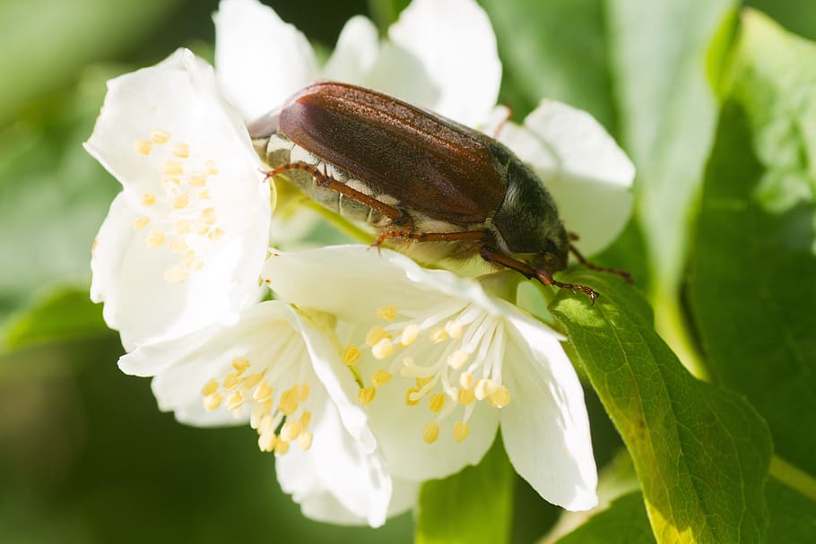 insect, nature, bug, wildlife, wing, close, small, biology HD wallpaper