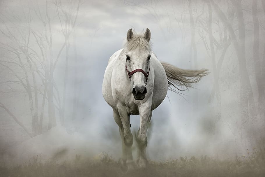 white horse running with fog at daytime, mammal, animal, equine