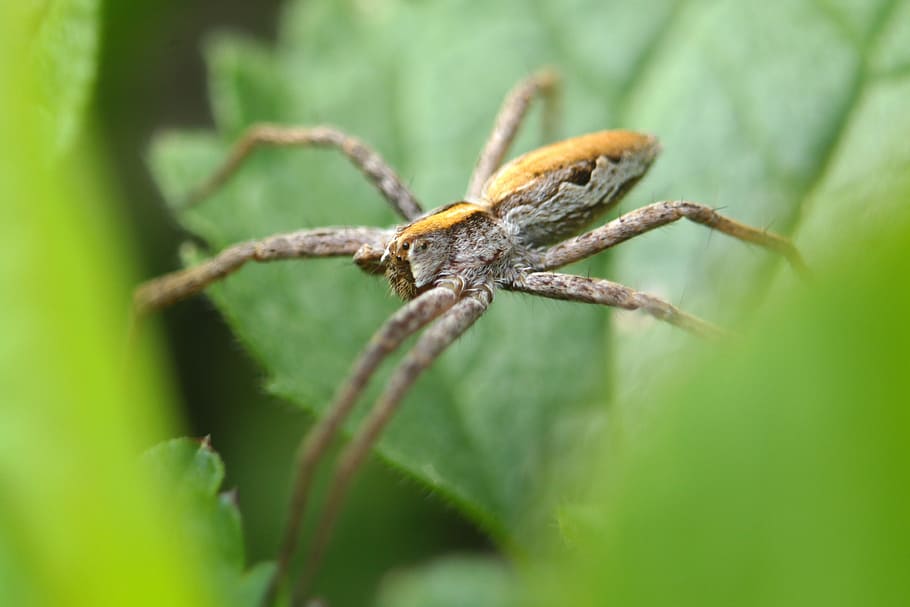 insect, spider, nature, animal themes, animal wildlife, animals in the wild HD wallpaper