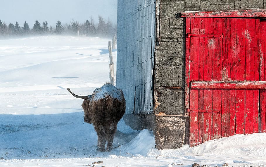 bull outside building surrounded by snow, Winters, Cold, Nature HD wallpaper