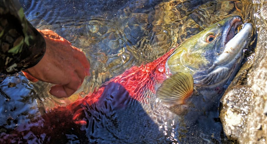 HD wallpaper: salmon, river, fish, fishing, red, sockeye, nature, wildlife | Wallpaper Flare