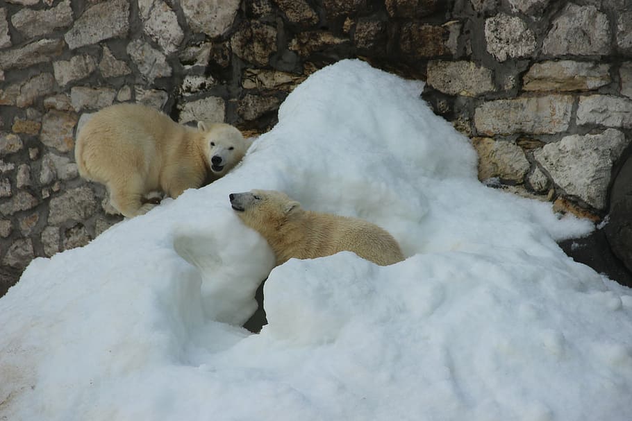 bear, white bear, zoo, summer, animal, animals, polar bear HD wallpaper