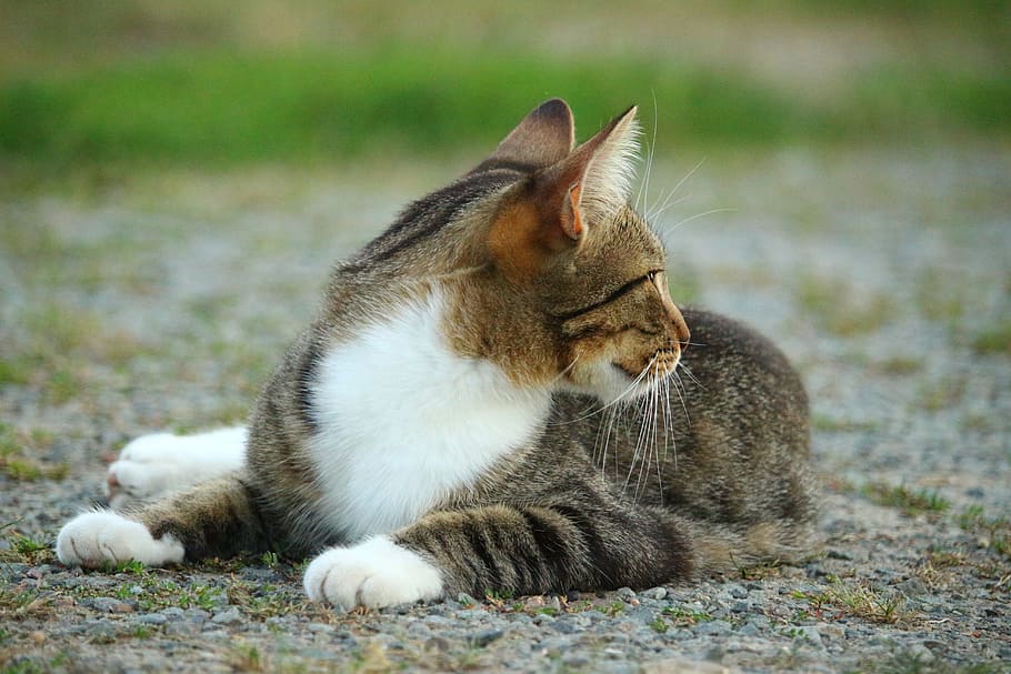 Kitten, Mackerel, Tiger Cat, mieze, domestic cat, animal themes HD wallpaper