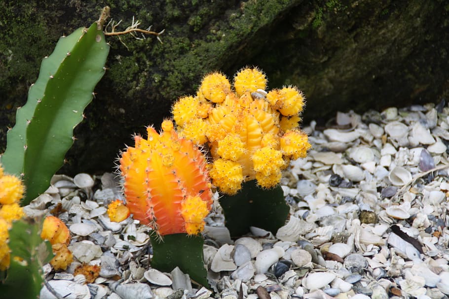 Cactus, Budding, Prickly, Plant, Natural, blossom, bloom, petal HD wallpaper