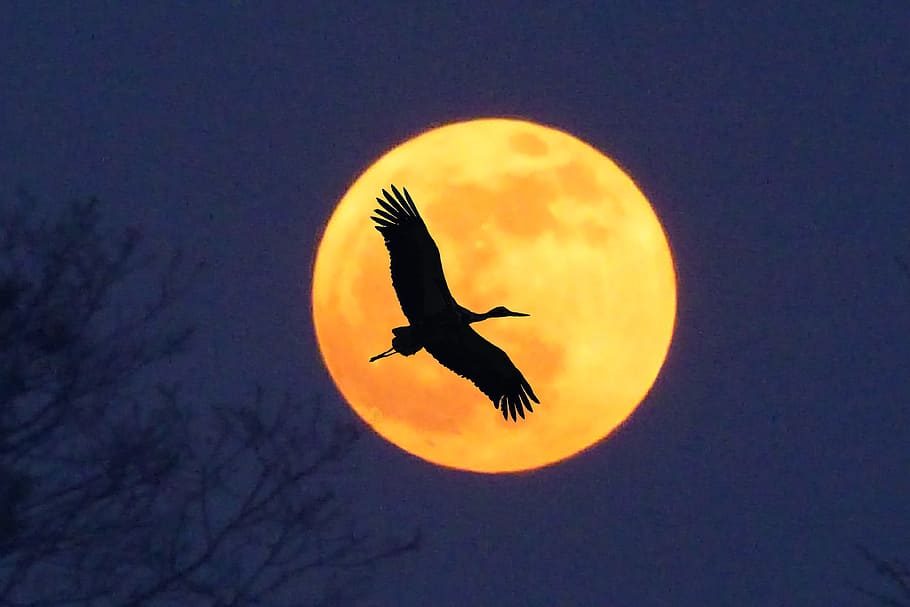 stork, moon, full moon, silhouette, animal themes, bird, animal wildlife HD wallpaper