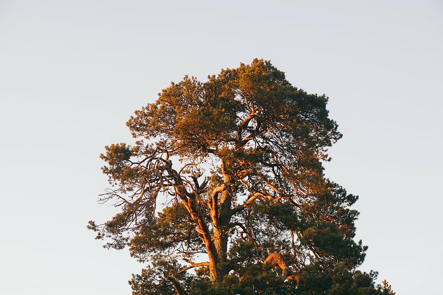 branches, nature, tree, sky, plant, beauty in nature, tranquility HD wallpaper