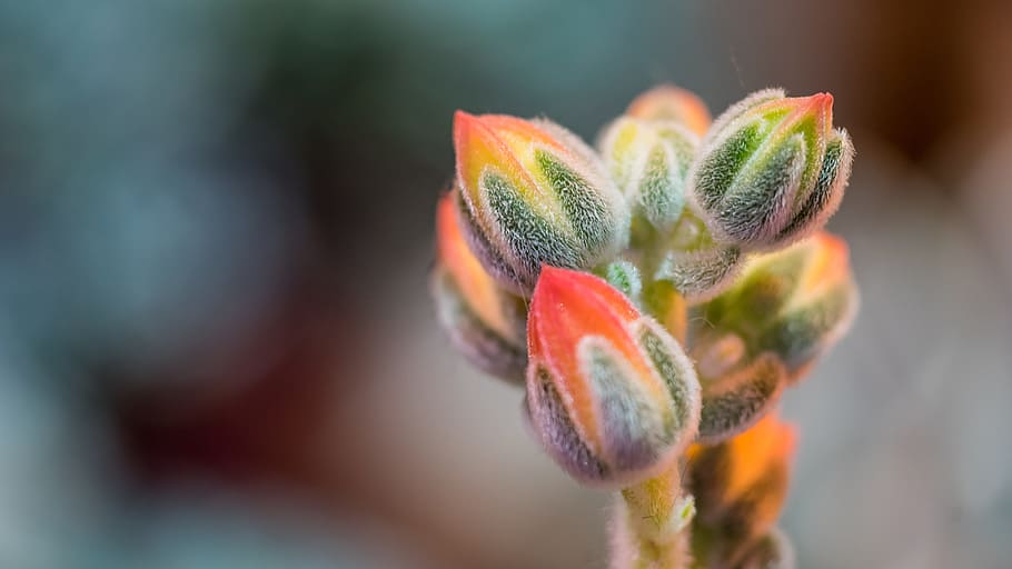 Nature, Plant, Closeup, Macro, bud, red, flora, petals, spring HD wallpaper