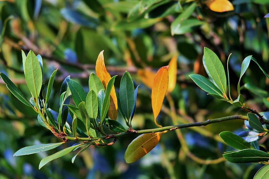 Leaves, Bay Leaf, Herb, Yellow, early, ingredient, cooking, HD wallpaper