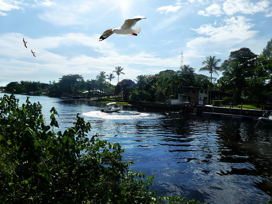 rio, bird, seagull, clouds, island, serra, litoral, nature HD wallpaper