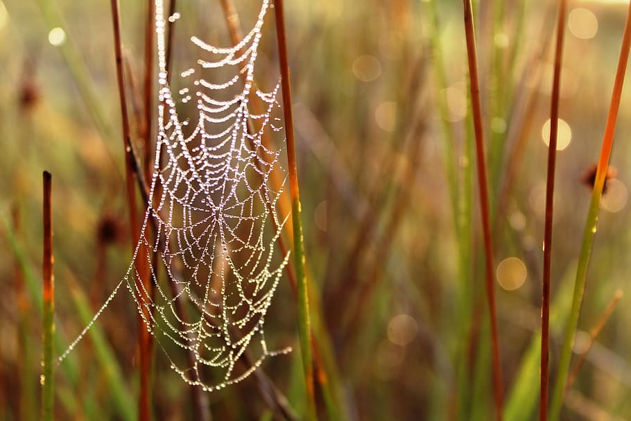 spiderweb, cobweb, dew, water, drops, droplets, grass, spider web HD wallpaper