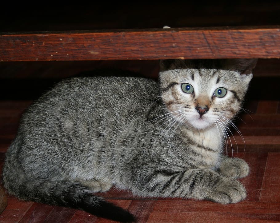 cat, kitten, face, stripe, animal, hide, pet, mammal, one animal HD wallpaper