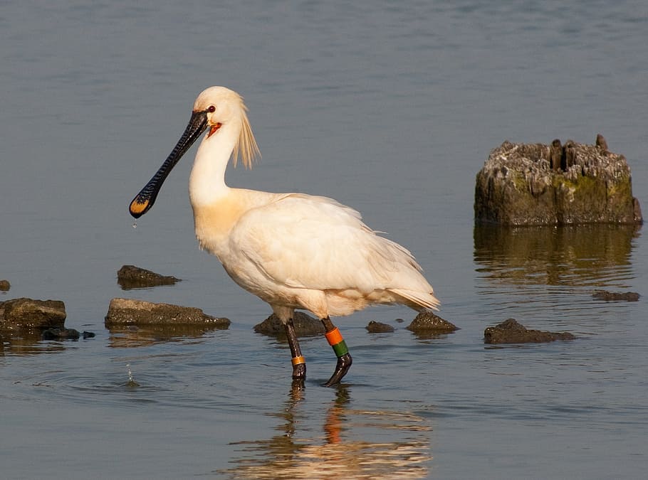 bird, spoonbill, texel, water, animal themes, animal wildlife HD wallpaper