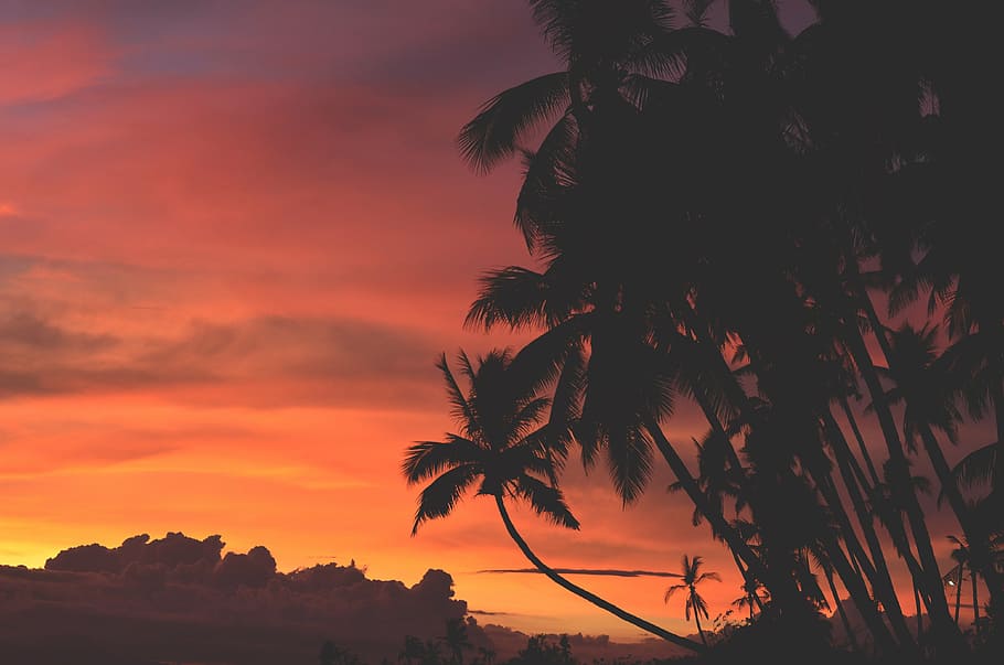 photo of palm trees during dusk, clouds, dawn, silhouette, sky HD wallpaper