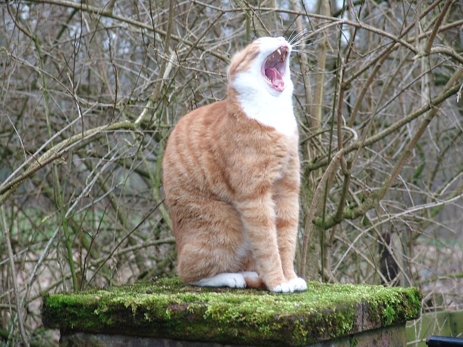 yawning cat, one animal, animal themes, mammal, domestic cat HD wallpaper