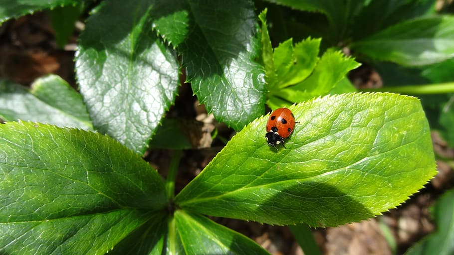 ladybug, leaves, lucky charm, leaf, nature, on leaf, insect HD wallpaper