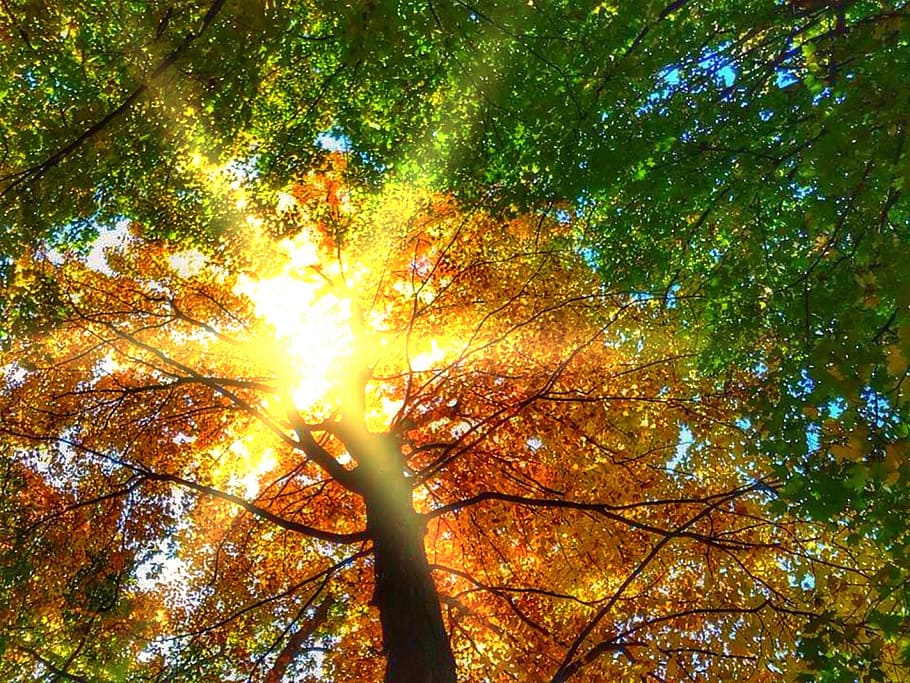 beech trees, fall, autumnal, september, foliage, sunlight, colorful, HD wallpaper