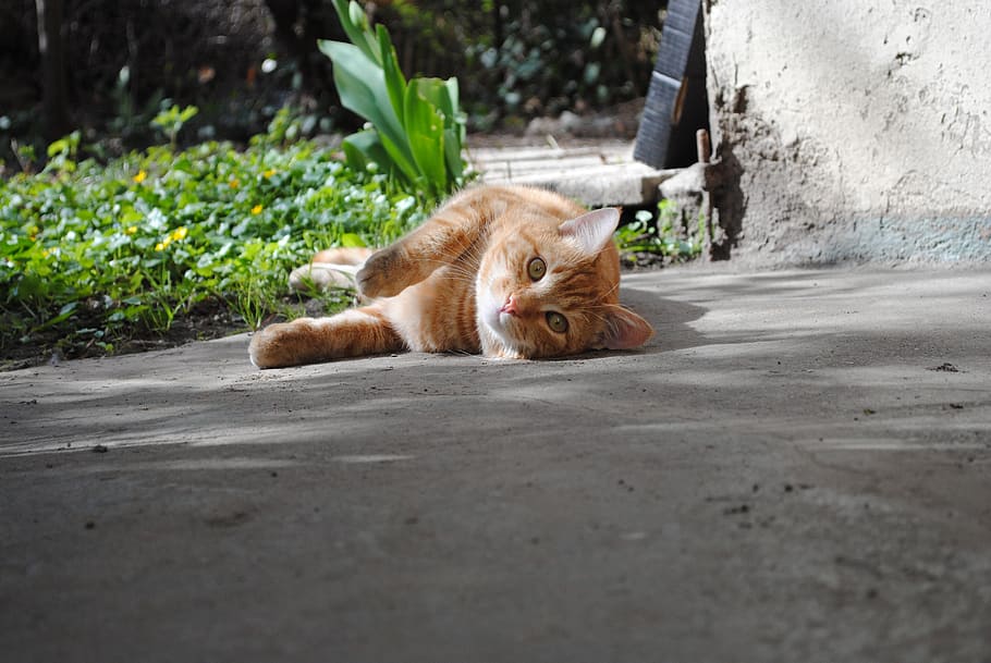 spring, cat, garden, animal, domestic cat, pet, grass, meadow HD wallpaper