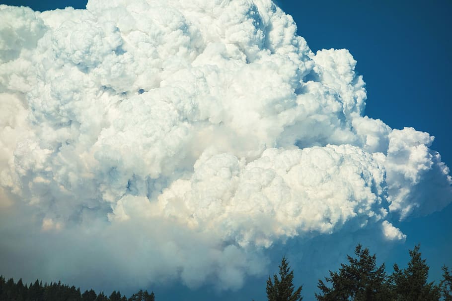 low angle photography of white clouds above trees, green trees under white clouds and blue sky at daytime HD wallpaper