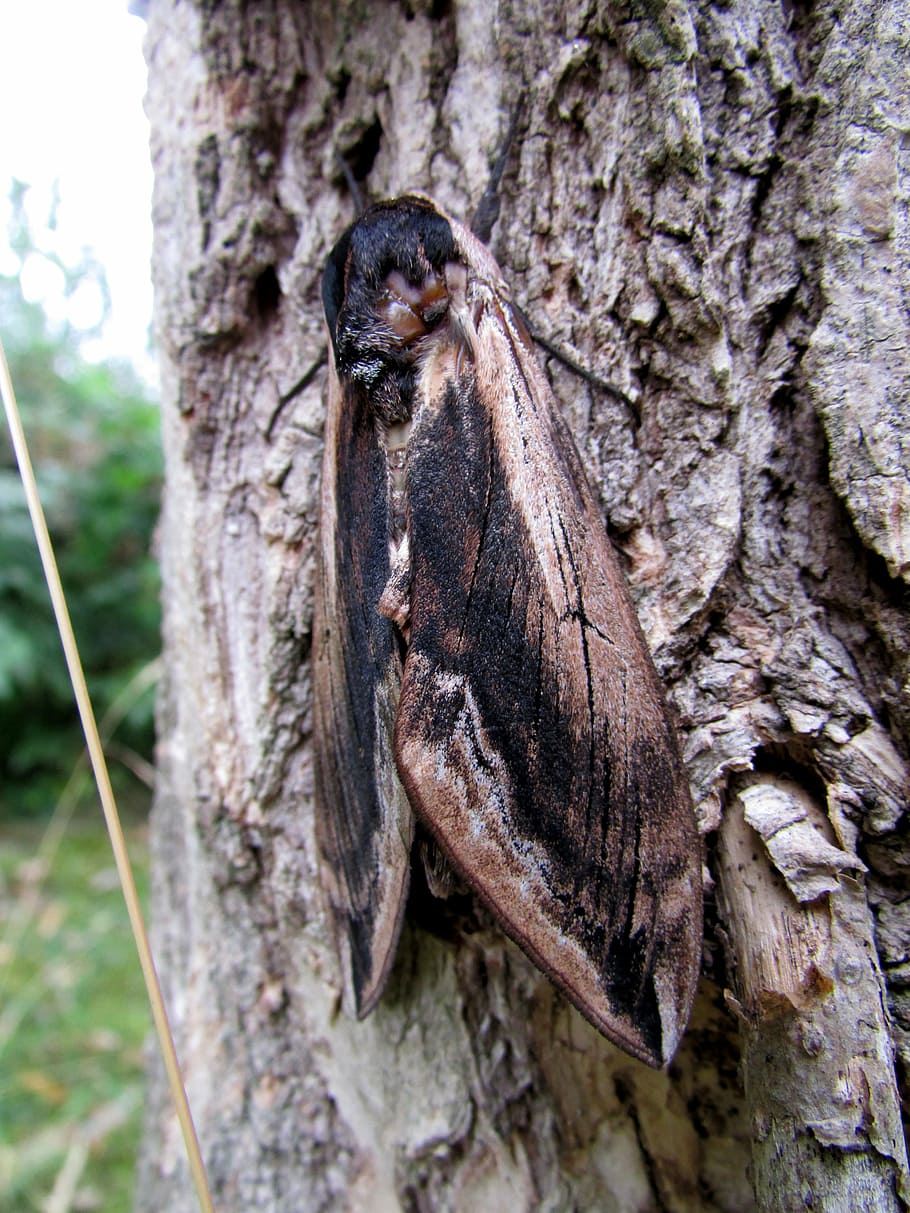 hawkmoth, butterfly, insect, animals, nature, animal wildlife HD wallpaper