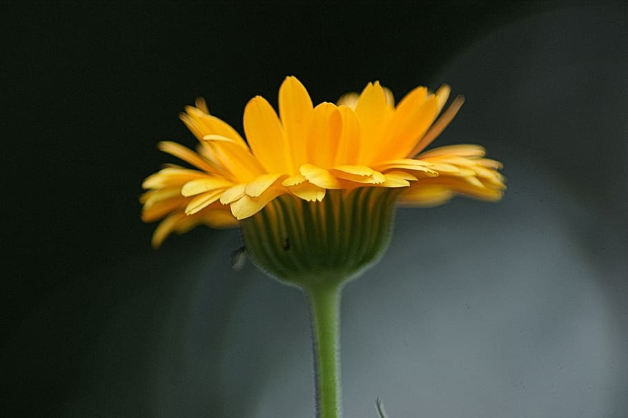 flower, orange, blossom, bloom, orange flowers, close, nature HD wallpaper